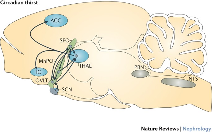 elderly person not feeling thirsty brain dehydration mechanism illustration