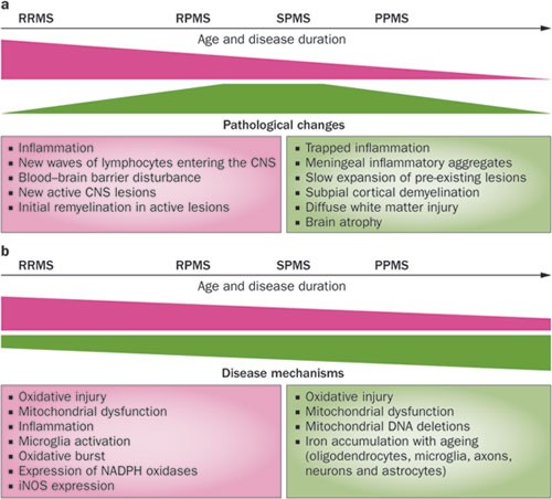 Progressive multiple sclerosis: pathology and pathogenesis | Nature Reviews Neurology