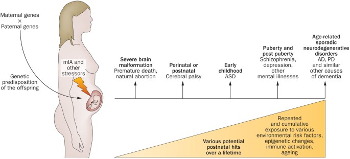 Maternal immune activation and abnormal brain development across CNS  disorders | Nature Reviews Neurology