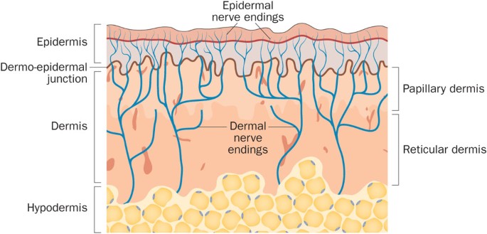 Neuropathic Pruritus Nature Reviews Neurology