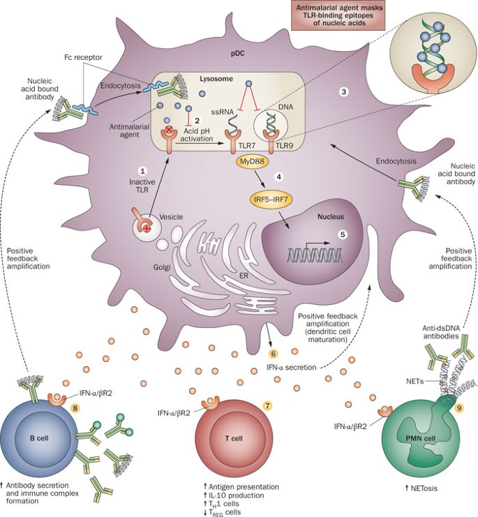 New Insights Into Mechanisms Of Therapeutic Effects Of