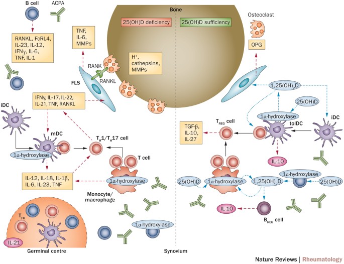 Vitamin D In Rheumatoid Arthritis—Towards Clinical Application | Nature  Reviews Rheumatology