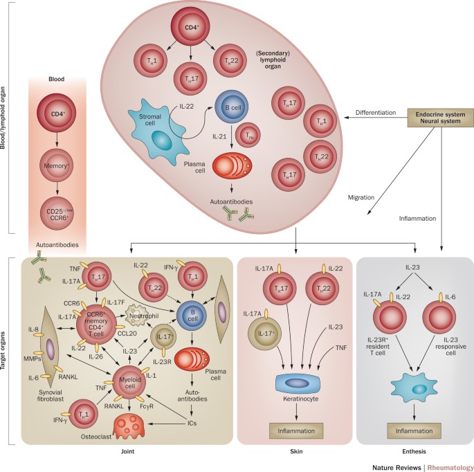 The Il 23 Il 17 Axis In Inflammatory Arthritis Nature Reviews Rheumatology