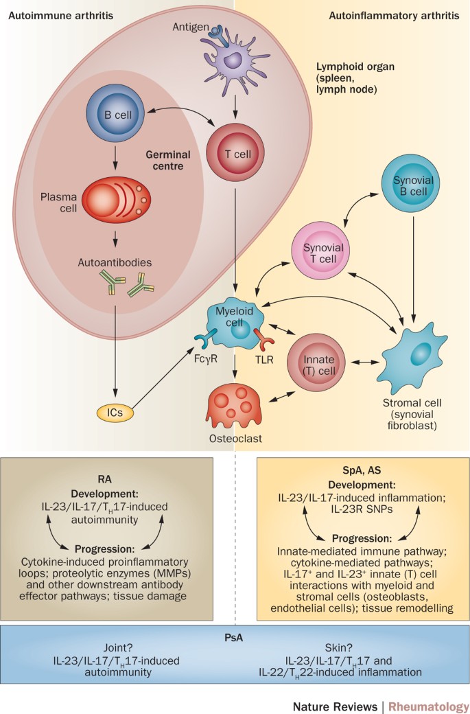 The Il 23 Il 17 Axis In Inflammatory Arthritis Nature Reviews Rheumatology