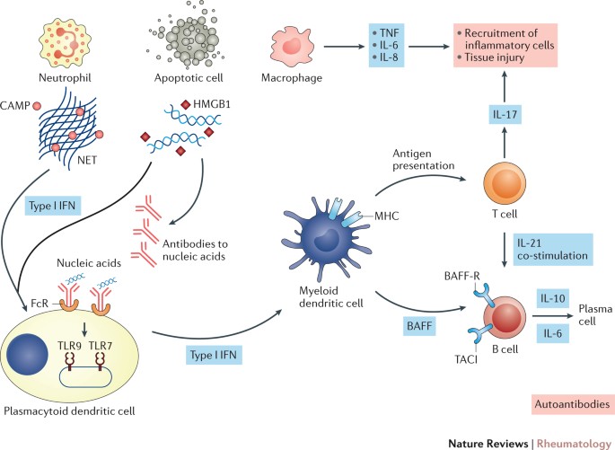 New Insights Into The Immunopathogenesis Of Systemic Lupus Erythematosus Nature Reviews Rheumatology