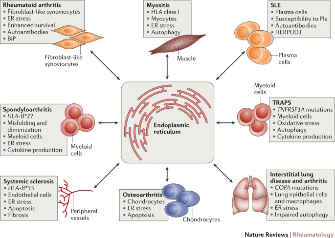 Causes And Consequences Of Endoplasmic Reticulum Stress In Rheumatic Disease Nature Reviews Rheumatology