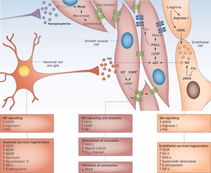 Emerging Tools For Erectile Dysfunction A Role For Regenerative Medicine Nature Reviews Urology