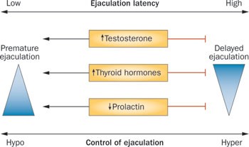 Testosterone you what happens ejaculate when to What Happens