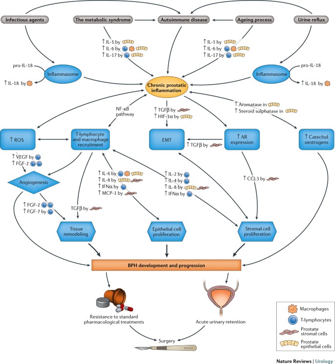 the development of human benign prostatic hyperplasia with age