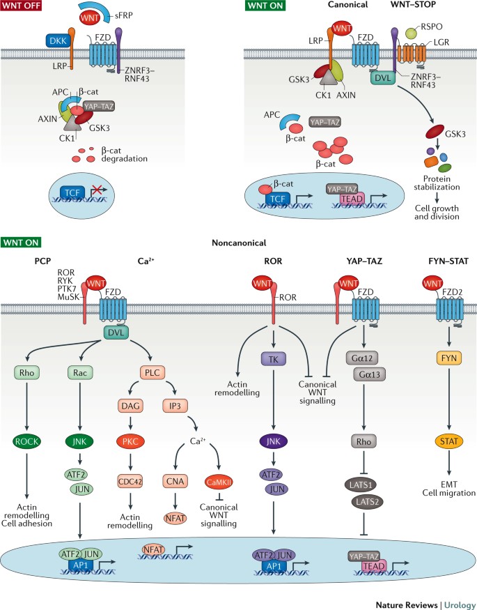 Wnt Signalling In Prostate Cancer Nature Reviews Urology