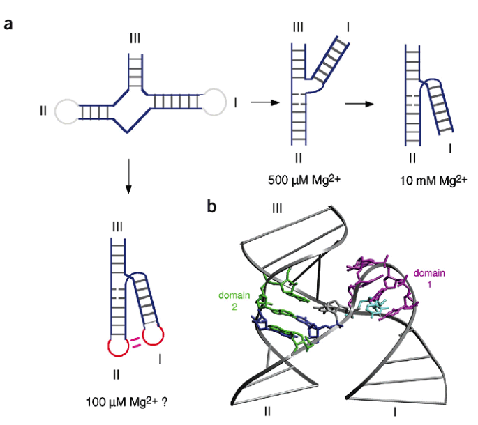 Ribozymes—A Snip Too Far? | Nature Structural & Molecular Biology Ribozymes—A Snip Too Far? | Nature Structural & Molecular Biology