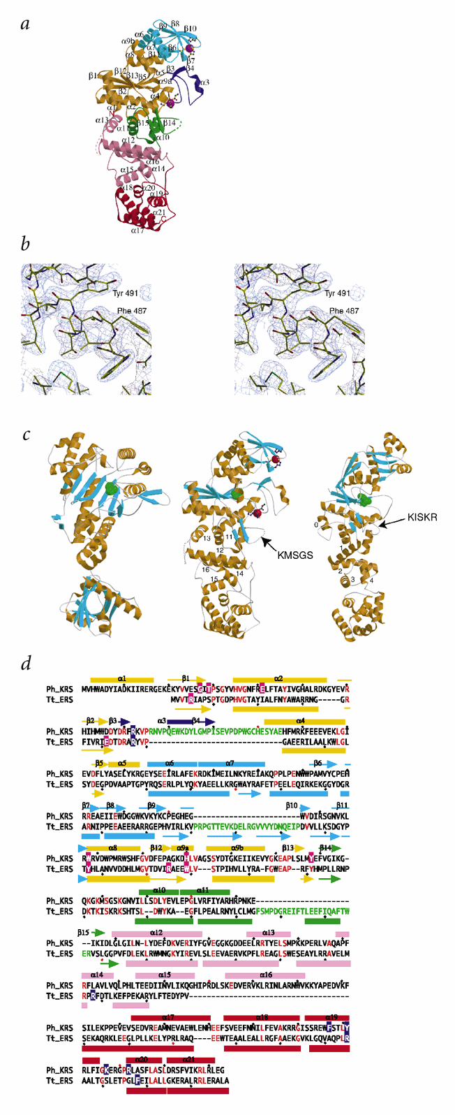 Functional Convergence Of Two Lysyl Trna Synthetases With Unrelated Topologies Nature Structural Molecular Biology