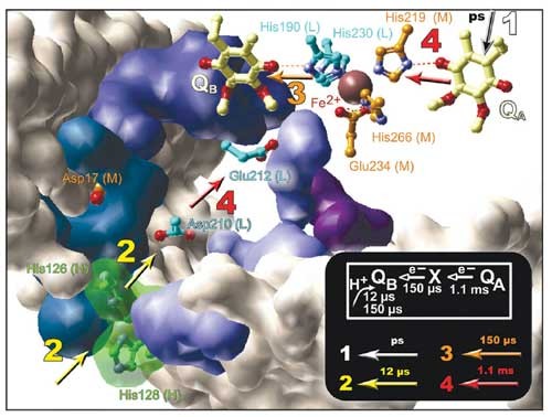 Coupling Of Light Induced Electron Transfer To Proton Uptake In Photosynthesis Nature Structural Molecular Biology