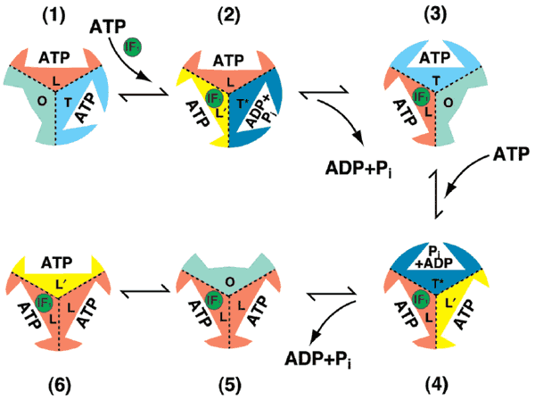 The structure of bovine F1-ATPase in complex with its regulatory protein  IF1 | Nature Structural & Molecular Biology