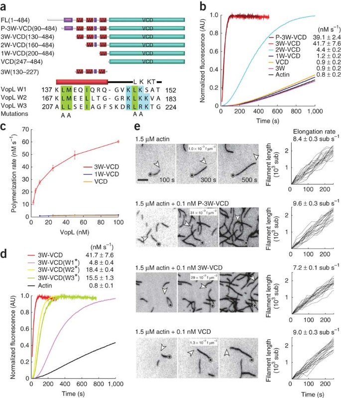 Mechanism Of Actin Filament Nucleation By Vibrio Vopl And Implications For Tandem W Domain Nucleation Nature Structural Molecular Biology