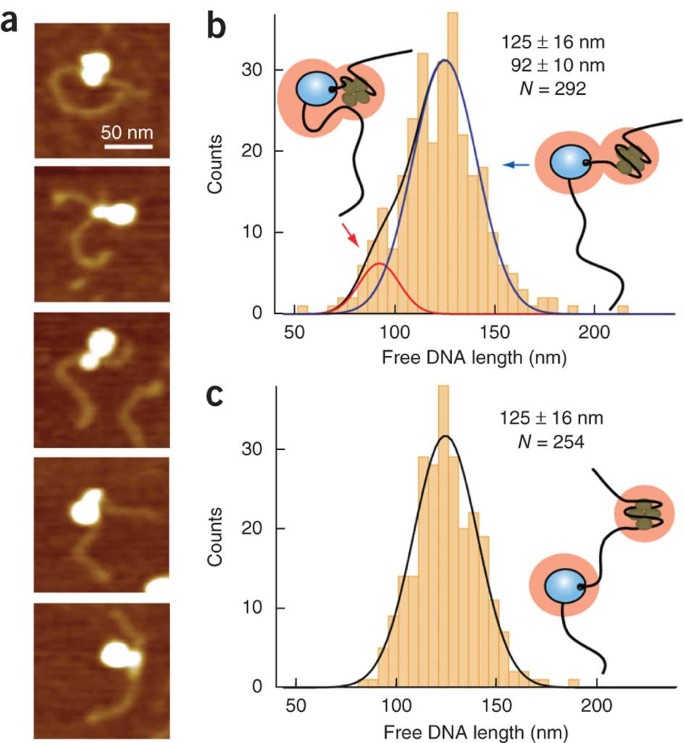The elongation rate of RNA polymerase determines the fate of transcribed  nucleosomes | Nature Structural  Molecular Biology