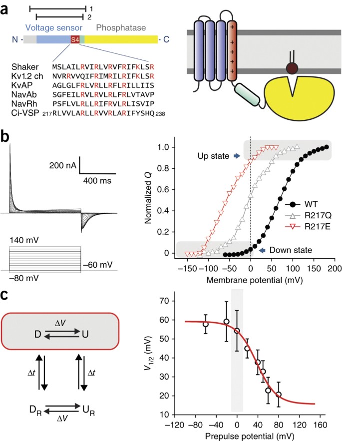 Structural mechanism of voltage-dependent gating in an isolated  voltage-sensing domain | Nature Structural & Molecular Biology