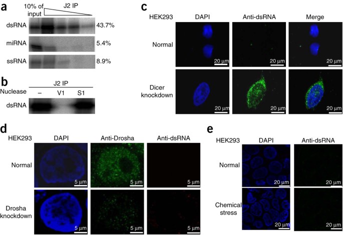 Human Nuclear Dicer Restricts The Deleterious Accumulation Of Endogenous Double Stranded Rna Nature Structural Molecular Biology