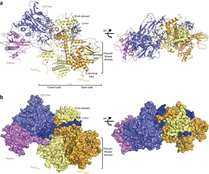 The structure of the Pan2–Pan3 core complex reveals cross-talk 