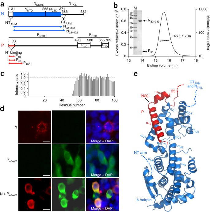 Structure Of Nipah Virus Unassembled Nucleoprotein In Complex With Its Viral Chaperone Nature Structural Molecular Biology