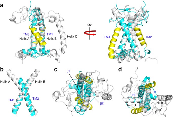 Crystal Structures Of The Psbs Protein Essential For Photoprotection In  Plants | Nature Structural & Molecular Biology