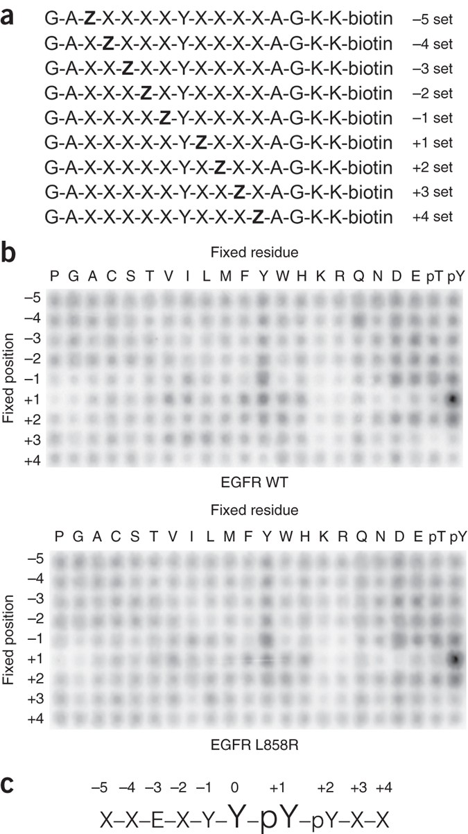 Egf Receptor Specificity For Phosphotyrosine Primed Substrates Provides Signal Integration With Src Nature Structural Molecular Biology