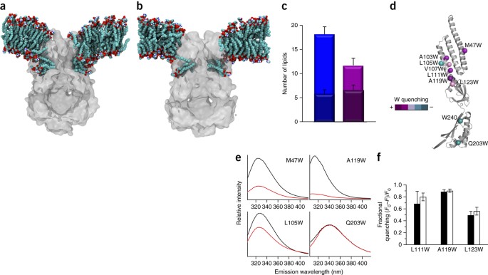 The Role Of Lipids In Mechanosensation Nature Structural Molecular Biology The Role Of Lipids In Mechanosensation Nature Structural Molecular Biology