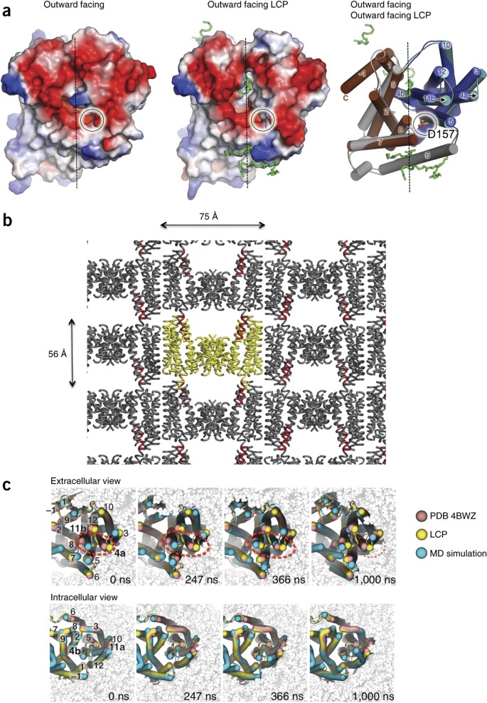 Crystal Structures Reveal The Molecular Basis Of Ion Translocation In Sodium Proton Antiporters Nature Structural Molecular Biology Crystal Structures Reveal The Molecular Basis Of Ion Translocation In Sodium Proton Antiporters Nature Structural Molecular Biology