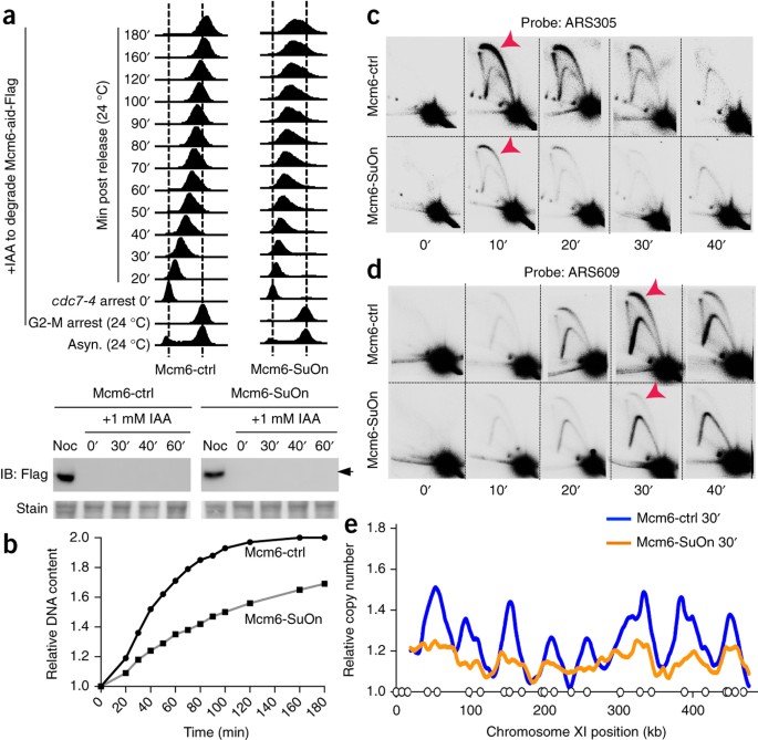 A New Mcm Modification Cycle Regulates Dna Replication Initiation Nature Structural Molecular Biology A New Mcm Modification Cycle Regulates Dna Replication Initiation Nature Structural Molecular Biology