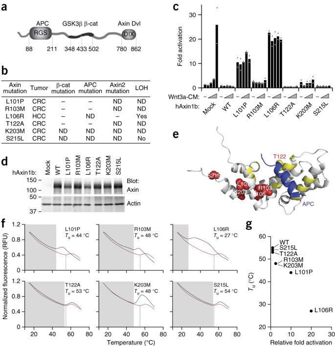 Axin Cancer Mutants Form Nanoaggregates To Rewire The Wnt Signaling Network Nature Structural Molecular Biology Axin Cancer Mutants Form Nanoaggregates To Rewire The Wnt Signaling Network Nature Structural Molecular Biology