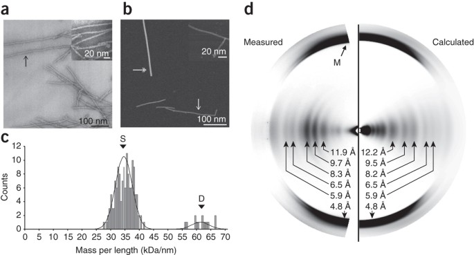 Solid State Nmr Structure Of A Pathogenic Fibril Of Full Length Human A Synuclein Nature Structural Molecular Biology