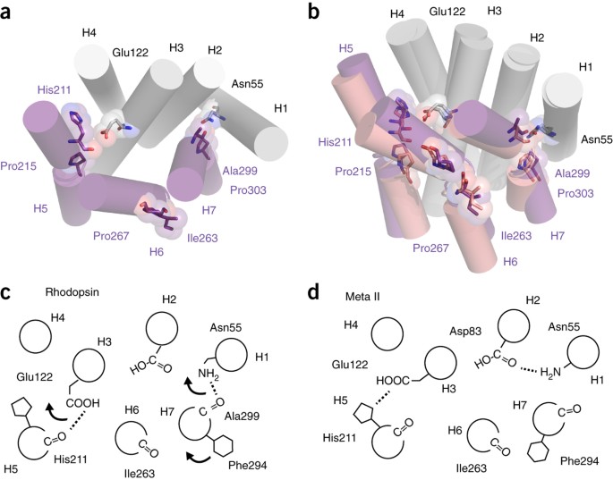 Free backbone carbonyls mediate rhodopsin activation | Nature Structural & Molecular Biology free-backbone-carbonyls-mediate-rhodopsin-activation-nature-structural-molecular-biology