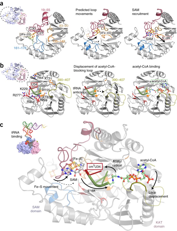 structural-basis-for-trna-modification-by-elp3-from-dehalococcoides-mccartyi-nature-structural-molecular-biology