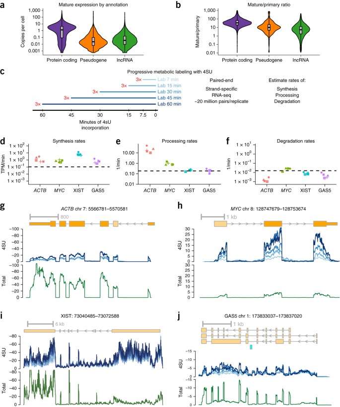 Orator komedie Skaldet Integrative classification of human coding and noncoding genes through RNA  metabolism profiles | Nature Structural & Molecular Biology