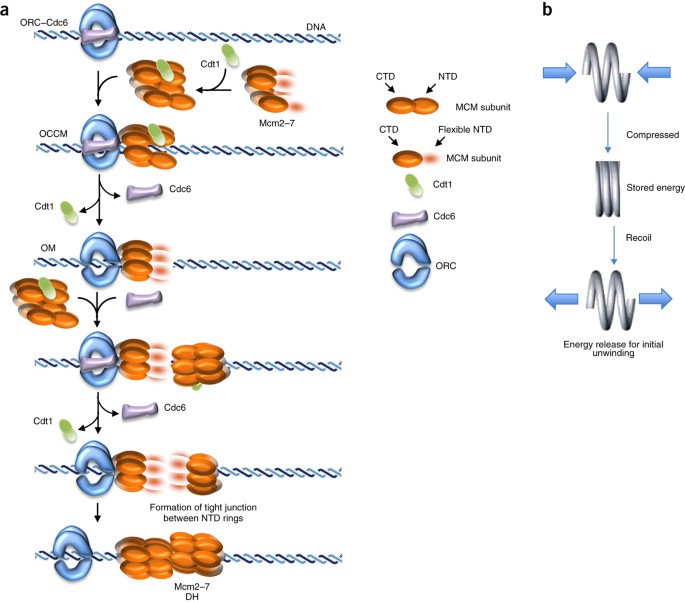open ringed structure of the cdt1 mcm2