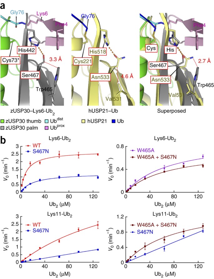 Structural Basis For Specific Cleavage Of Lys6 Linked Polyubiquitin Chains By Usp30 Nature Structural Molecular Biology