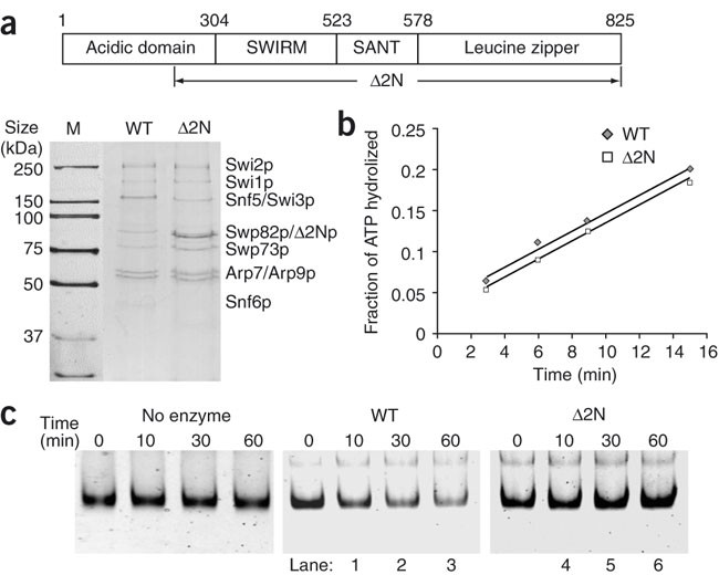 Swi3p Controls Swi Snf Assembly And Atp Dependent H2a H2b Displacement Nature Structural Molecular Biology