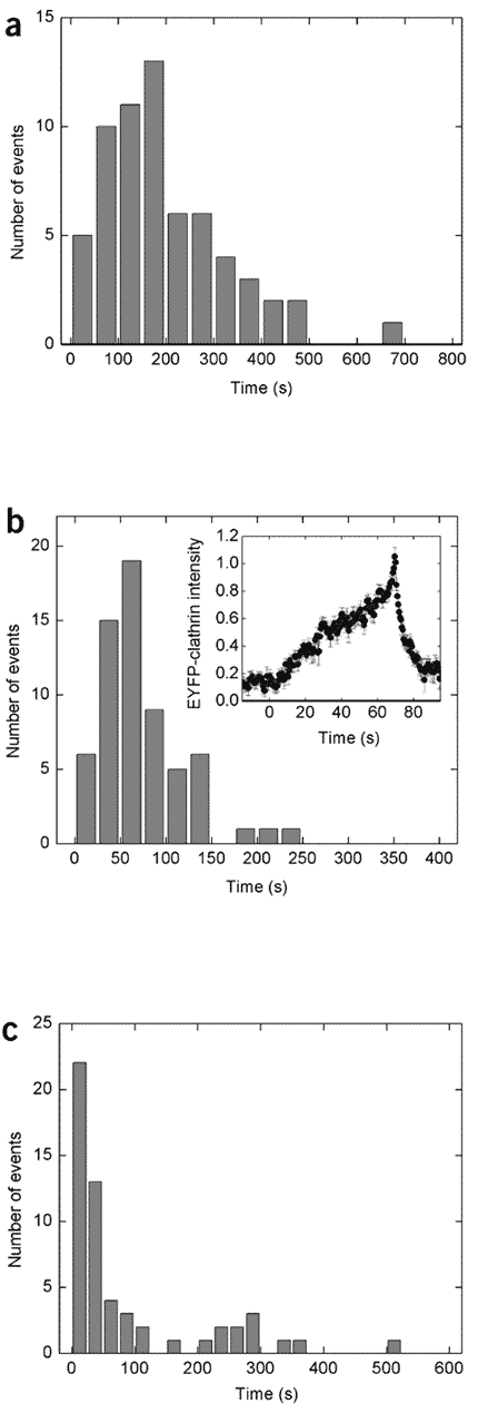 Assembly Of Endocytic Machinery Around Individual Influenza Viruses During Viral Entry Nature Structural Molecular Biology