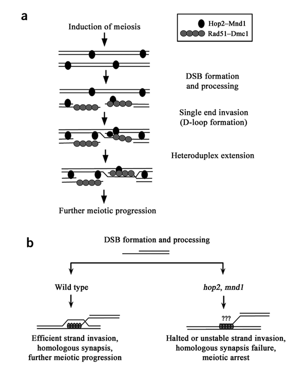 The Hop2 And Mnd1 Proteins Act In Concert With Rad51 And Dmc1 In Meiotic Recombination Nature Structural Molecular Biology