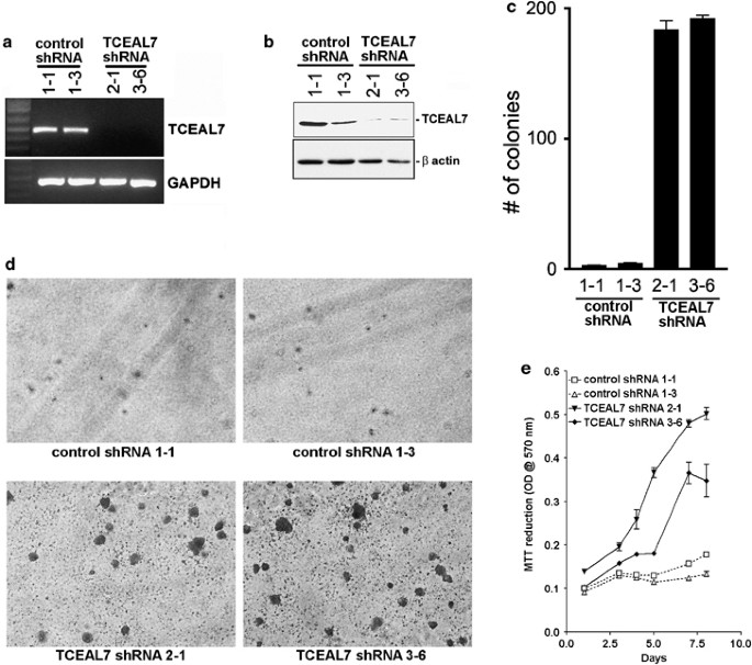 Epigenetic silencing of TCEAL7 (Bex4) in ovarian cancer