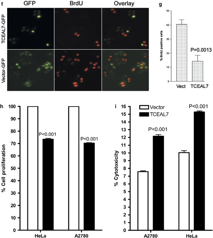 Epigenetic silencing of TCEAL7 (Bex4) in ovarian cancer