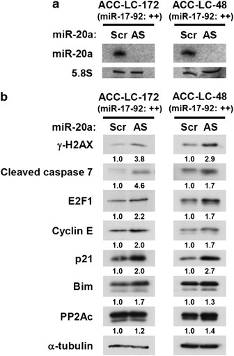 Counterbalance between