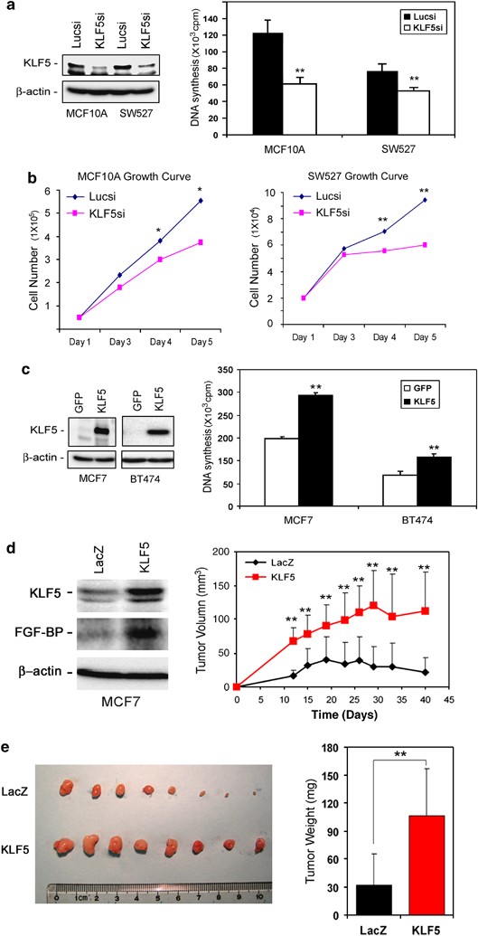 Krüppel-like factor 5 promotes breast cell proliferation partially through  upregulating the transcription of fibroblast growth factor binding protein  1 | Oncogene
