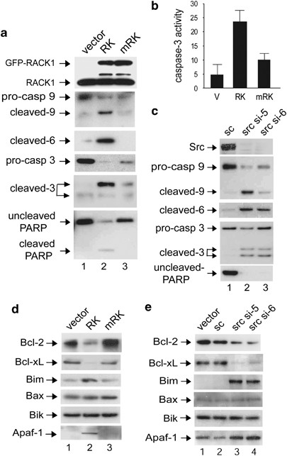 A Novel Pro Apoptotic Function Of Rack1 Suppression Of Src Activity In The Intrinsic And Akt Pathways Oncogene A Novel Pro Apoptotic Function Of Rack1 Suppression Of Src Activity In The Intrinsic And Akt Pathways Oncogene