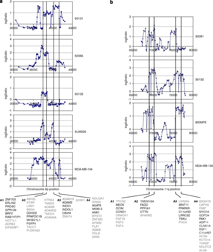 Co Amplified Genes At 8p12 And 11q13 In Breast Tumors Cooperate With Two Major Pathways In Oncogenesis Oncogene