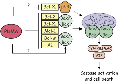 PUMA, a potent killer with or without p53 | Oncogene