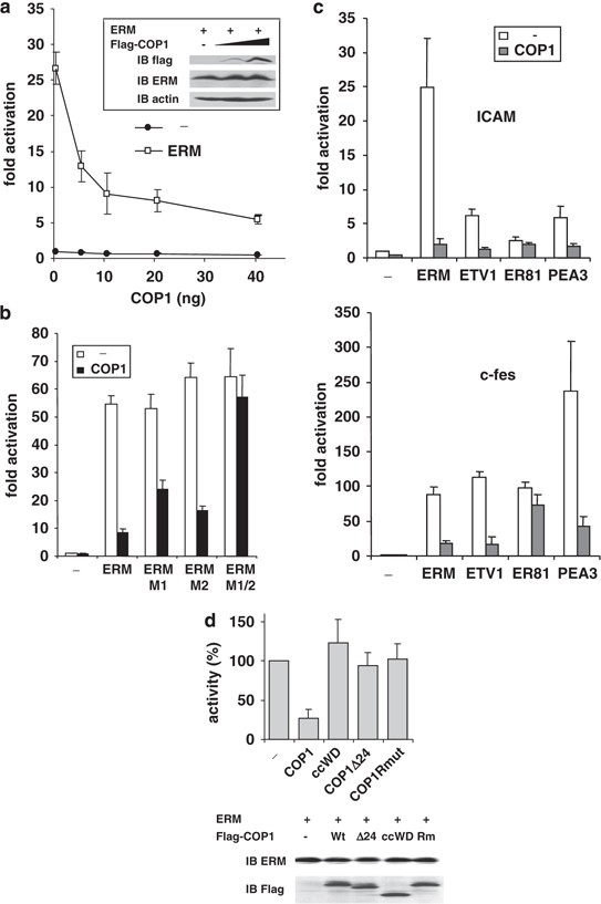 The E3 ubiquitin ligase complex component COP1 regulates PEA3 group member  stability and transcriptional activity | Oncogene