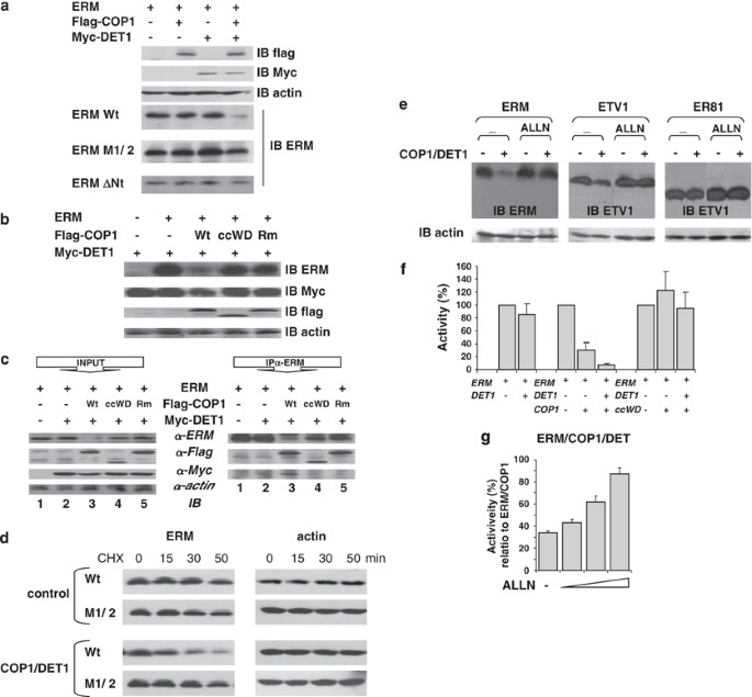The E3 ubiquitin ligase complex component COP1 regulates PEA3 group member  stability and transcriptional activity | Oncogene