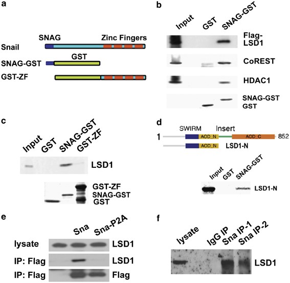 Diagramma tecnico su sicurezza dei dati in iGaming