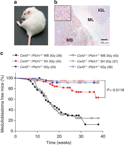 Role Of Connexin43 And Atp In Long Range Bystander Radiation Damage And Oncogenesis In Vivo Oncogene